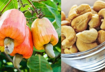 KNOW YOUR FRUITS SERIES: 10 – Cashew
