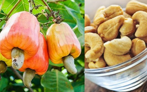 KNOW YOUR FRUITS SERIES: 10 – Cashew