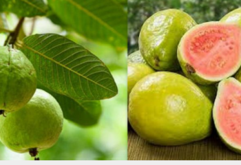 Know your Fruits Series: 7 – Guava