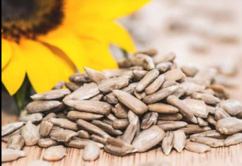 Sunflower seeds: Nutritional and health benefits