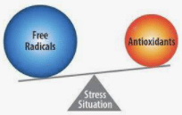 Oxidative Stress: All You Need To Know