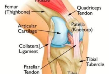 Knee Health: the cap, diseases and injuries management