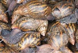 Snail farming