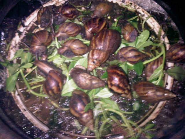 Snail feeding 