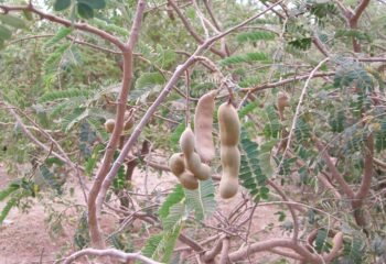 Everything To Know About Tamarind, Health Benefits & Recipes