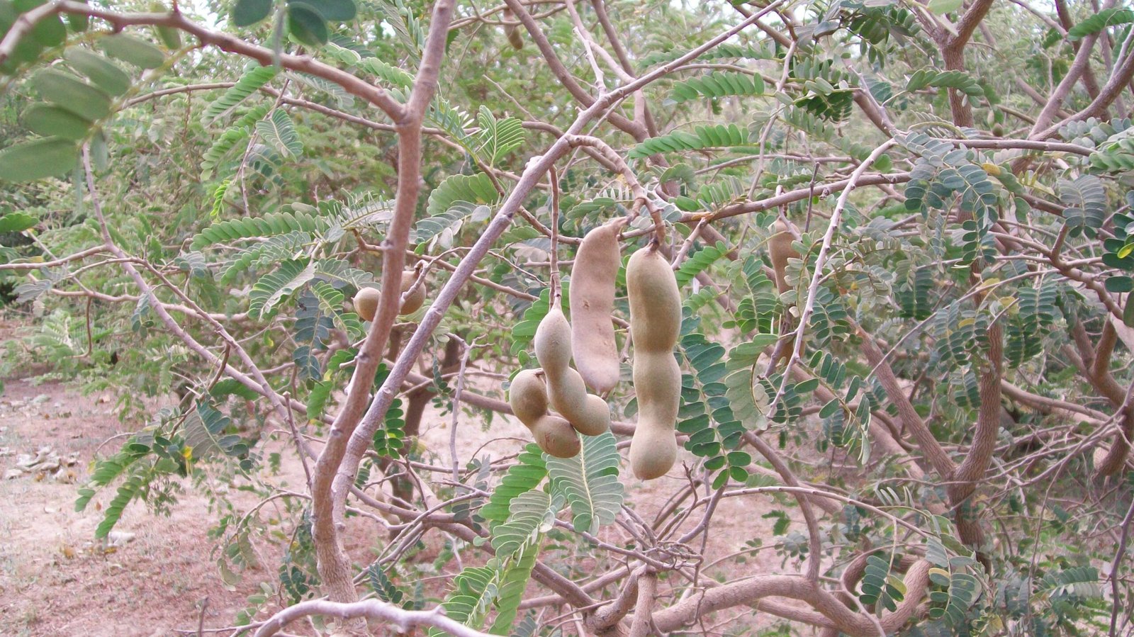 Everything To Know About Tamarind, Health Benefits & Recipes