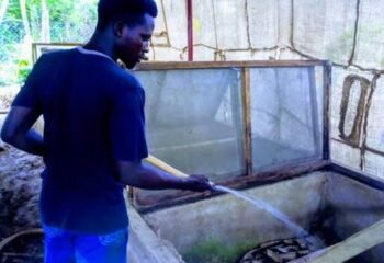 Everything To Know About Snail Farming