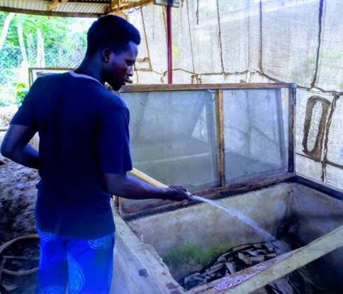 Everything To Know About Snail Farming