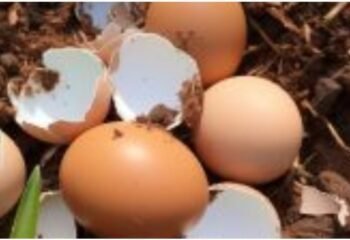 Reasons Why You Should Use Eggshells In Your Garden