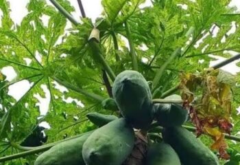 Papaya Leaf Tea: Benefits, Uses, and What You Should Know
