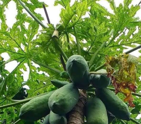Papaya Leaf Tea: Benefits, Uses, and What You Should Know