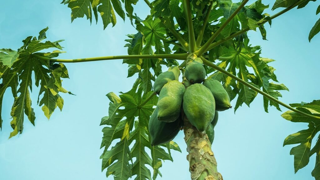 papaya_leaf